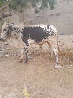 Wacha / Qurbani ka Janwar / Bull / Wachra / Desi Bull For Sale