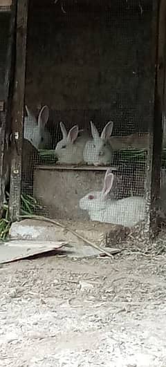 rabbits for sale in karachi 03132700141