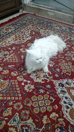 Persian house cat