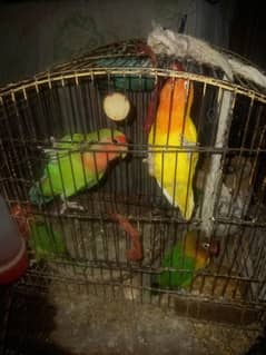 lovebird