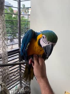 blue&gold macaw