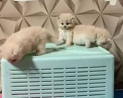 semi punch kittens