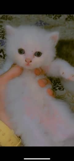 cat baby cute 40 day persian cat dubal code whait and gray