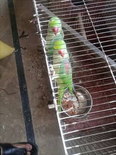 raw parrot pair for sale , young breeder pair