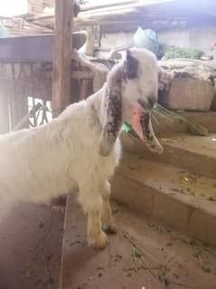 I'm selling mail goats