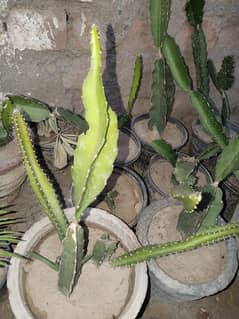 dragon fruit plants