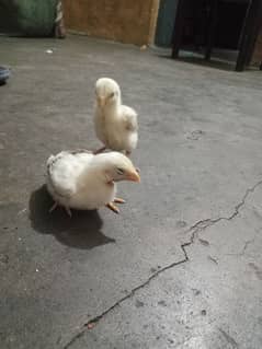 shamoo chicks