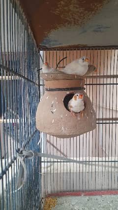 *FINCHES* BREEDER PAIR WITH EGG