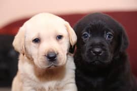 imported bloodline  labrador puppy 03240515624 03014615555