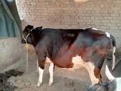 Pure cow / cow for sale / frezan cow / gay