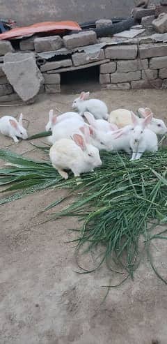 Rabbits red eyes family for sale