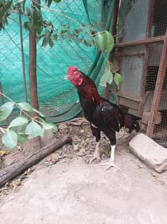 Aseel plus Golden Chickens Home Breed For Sale