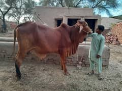 sahiwal nasal ka bull for qurbani