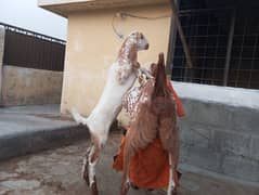Makhi Cheni Goat For Sale