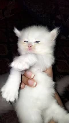 Persian kittens are available for sale in Lahore