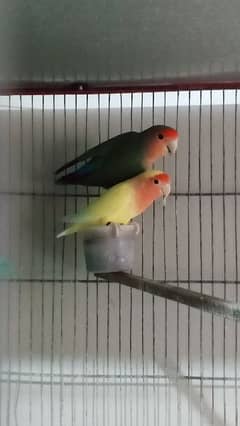 love bird breeder pair for sale