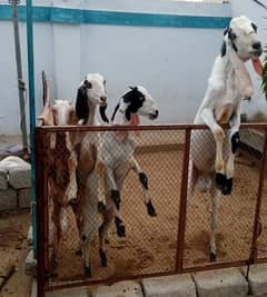 1 male 3 female goats for sale