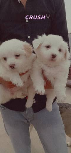 Russian puppies available