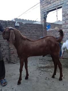 Laal bakra for sale