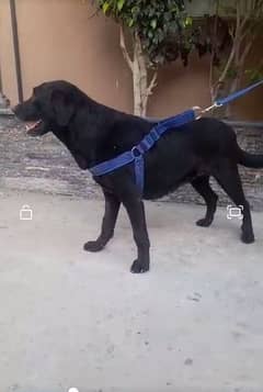 Labrador female for sale