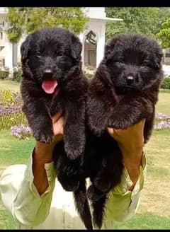 German Shepherd Pair long coat puppies | Black German Shepherd Pair