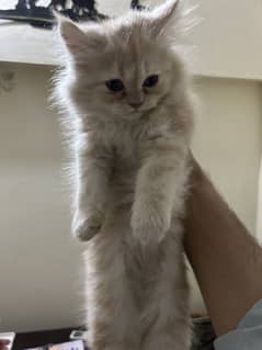 Persian Cutie kitty for sale