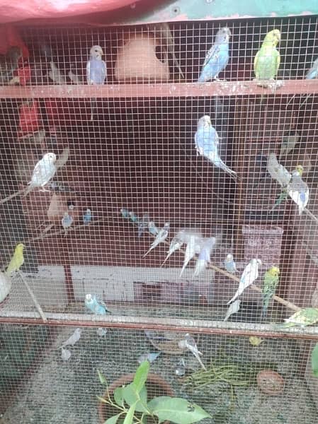 Best breeder budgies in town 4