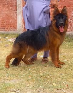 Topline show quality gsd proper long coat male age 6 months for sale