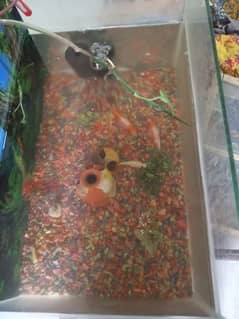 Common Goldfish 1 pair with aquarium and all objects