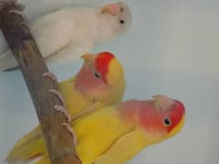 Pair of Lutino Love Birds for sale