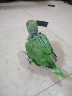green Ringneck chick for sale