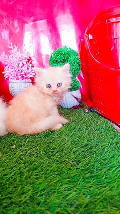 Persian Kittens And Cats