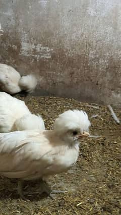 Buff laced polish fancy hen chicks for sale