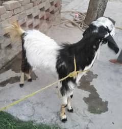 Desi Bakra For Sale | Bakra for Qurbani | Male Goat For Sale Qurbani