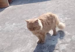 Persian/male cat / persian kitten /