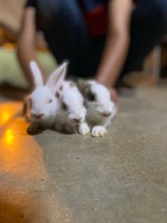 3 pair and 3 babies rabbits