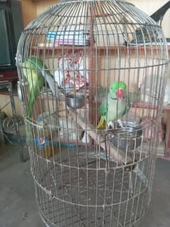 Green  parrots