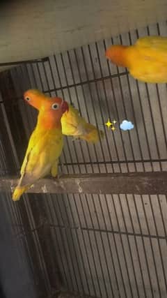 love bird breader pair