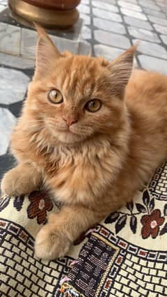 Persian cat male for sale