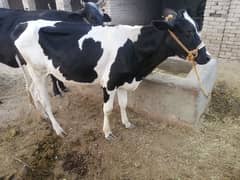 2 year cow