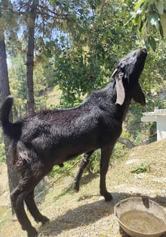 qurbani goat for sale