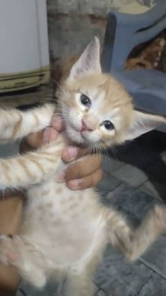 Persian Male Baby cat