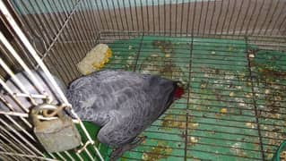 African Grey parrot full covered for sale . .