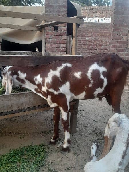 bakra 0