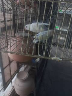 Blue pastel adult pair looking for new shelter