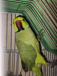 Ringneck parrot Male