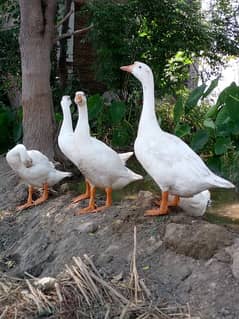 White colour ducks pair available