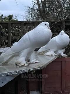 Beautiful healthy pure white Jumbo Size pigeons