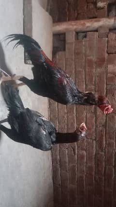 Aseel Male and Female Pair for sale