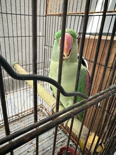 r. a. w parrot breeder pair on very valuable price